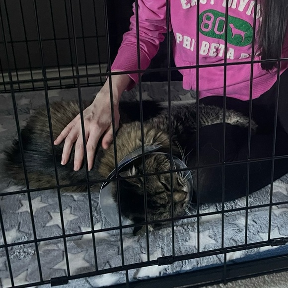 NWT Only Yours Asymmetrical Lace Dress by NBD - Picture 8 of 13